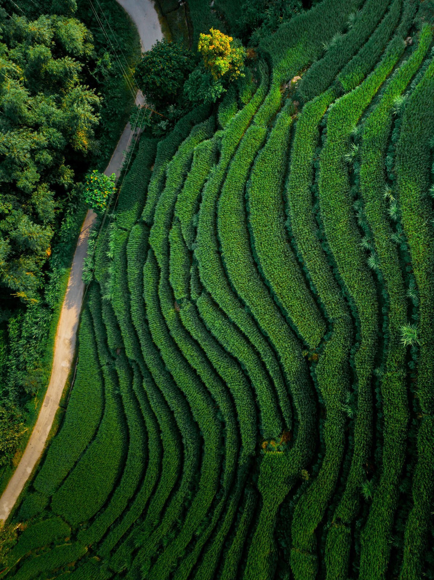 terrace farming, Kagay