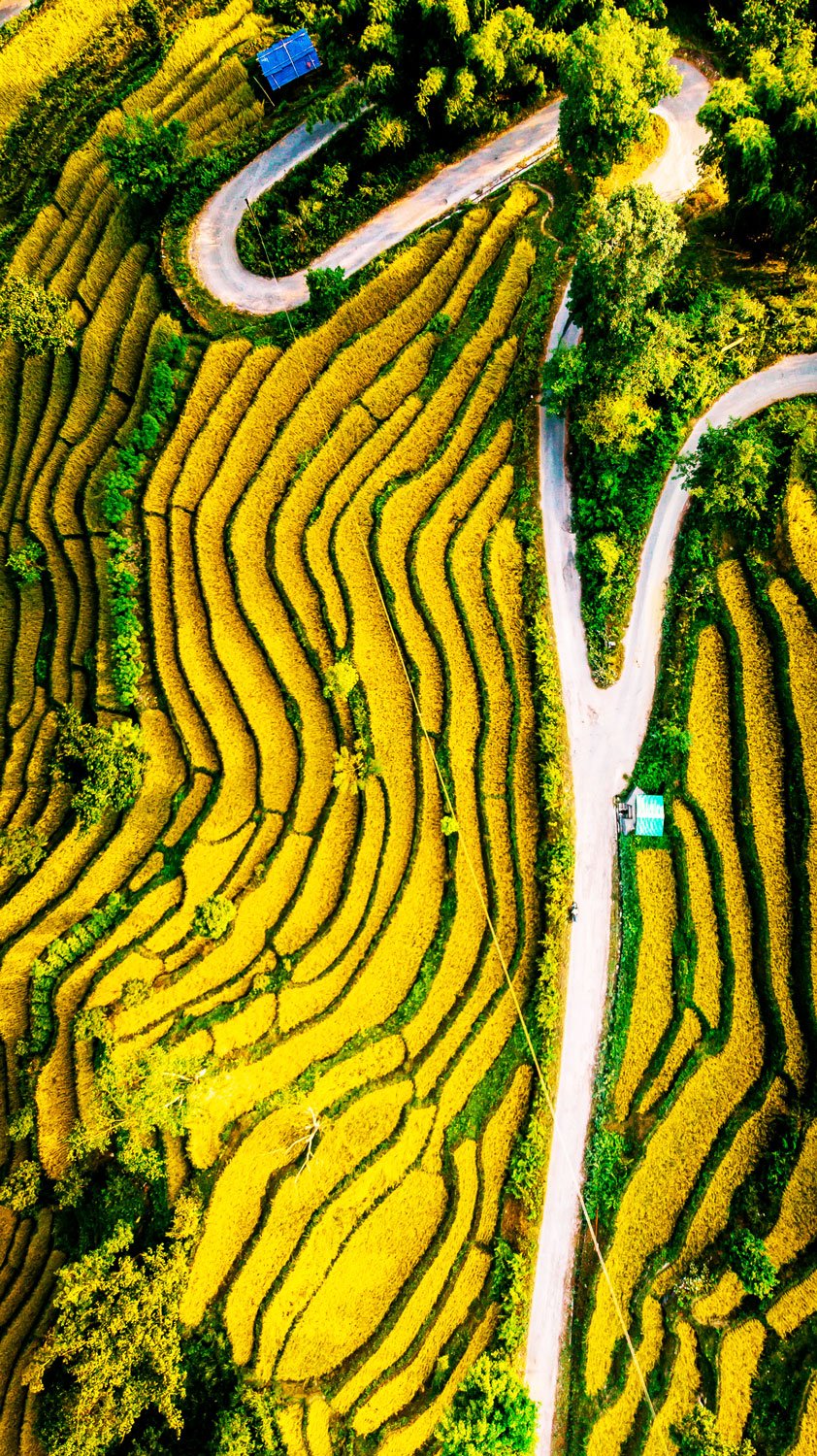 Ariel view of terrace farming, Sakyong