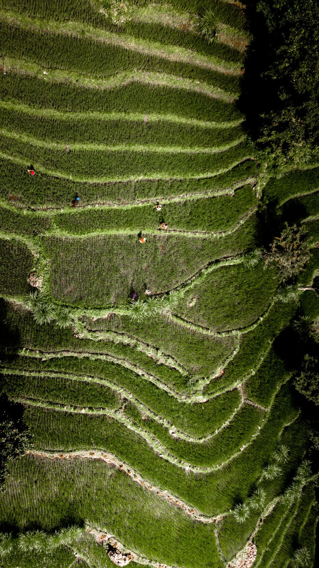 Terrace farming Kagay