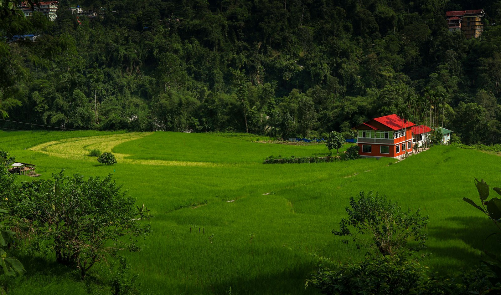 Red House in the middle of lush green terrace farming in Amba, Sikkim Offbeat Travel Destinations